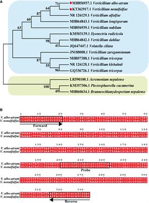 A droplet digital PCR assay for detection and quantification of Verticillium nonalfalfae and V. albo-atrum